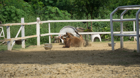 Horse Slip in Farmの写真素材