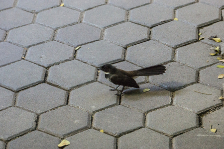 Magpie Bird on Walkway