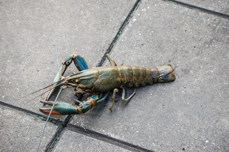 Crayfish Lobster escape from Pet Shopの写真素材