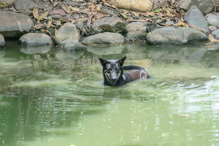 Black Dog swimming in Pool hottest dayの写真素材