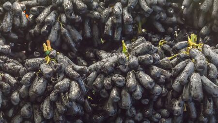 Fresh Fruit Brunch Black Grapes on Shelf in Fresh Fruit market Thailand South East Asia Travel Backgroundの写真素材