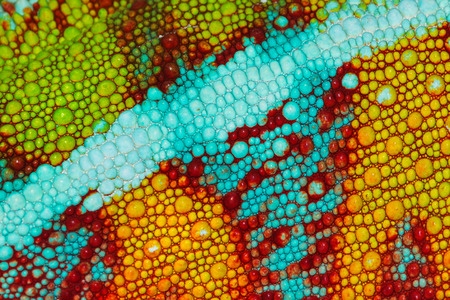chameleon skin furcifer pardalisの写真素材