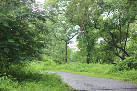 A forest is a piece of land with many trees. Many animals need forests to live and survive. Forests are very important and grow in many places around the world.の写真素材
