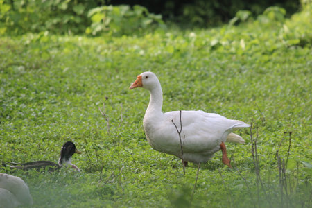 White Duck in Wild Forest Beautiful Viewの写真素材