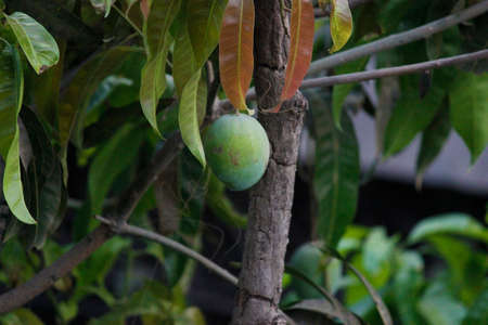 The greener version of mangoes, Raw mango is an aromatic fruit which is liked by all for its tart flavor.の写真素材