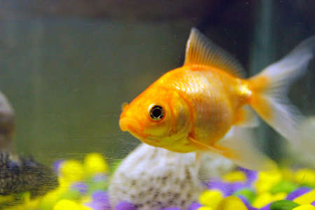 Goldfish have exceptionally large eyes and acute senses of smell and hearing.の写真素材