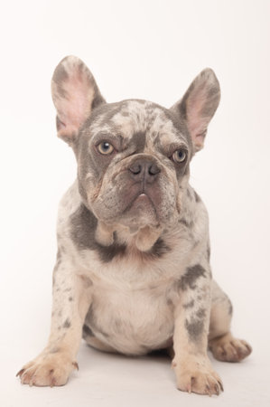 Marbled gray French bulldog sitting on a white background. High quality photoの写真素材