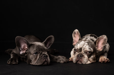 Pair of French bulldogs on a black background. High quality photo
