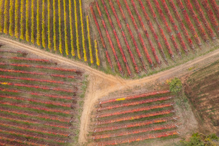 Drone top view of colourful vineyards of different colors and maturation statusの写真素材