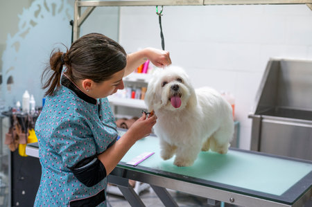 : Young woman dog groomer grooming a small white Maltese dog under the chin with scissorsの写真素材