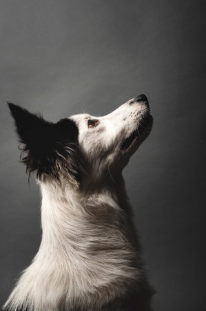 Beautiful lateral close-up view of a gorgeous purebred Border Collie in a studio shotの写真素材