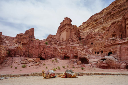 Resting camels at Al Habis high place in Petra, Jordan, ancient Nabataean city carved into red sandstone rockの写真素材