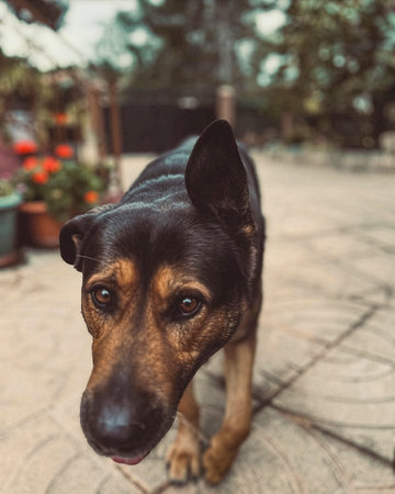 Curious German Shepherd dog with floppy ear, close up