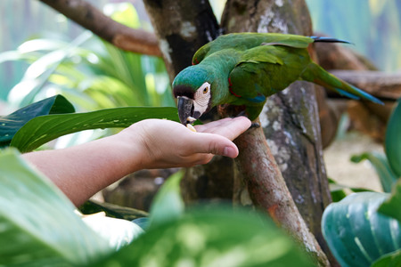 Great green macaw parrot eats from her hands the grainの写真素材