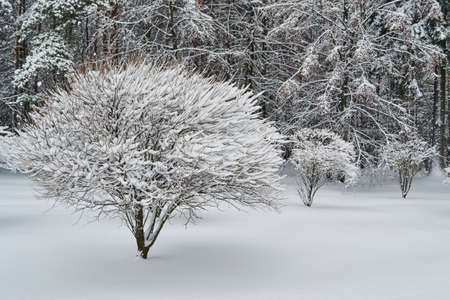 a beautiful shrub covered with snow in winter forest