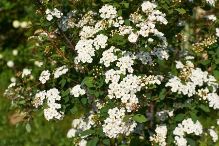 Philadelphus 'Virginal' - Mock orange