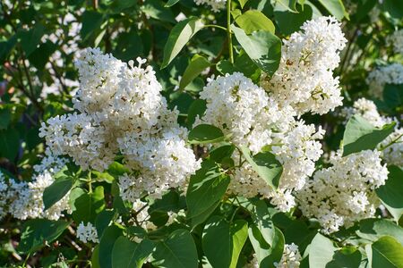 Blossoming branch of a white lilac close-up