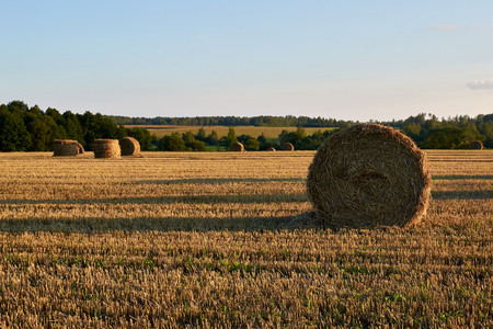 Haystacks on the field in a Sunny eveningの写真素材