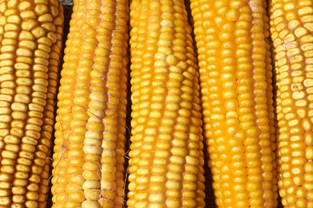 Fresh corn on cobs organic. closeup.