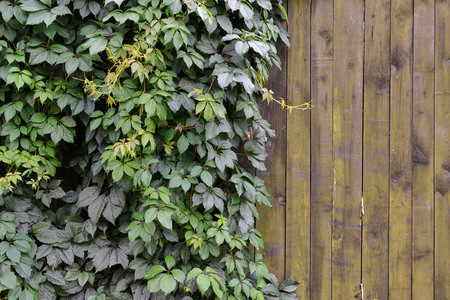wooden fence brown half overgrown curly vine
