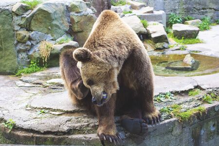 Brown bear sits in zoo. Big brown bear (Ursus arctos).