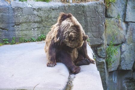 Brown bear sits in zoo. Big brown bear (Ursus arctos).