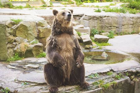 Brown bear sits in zoo. Big brown bear (Ursus arctos).