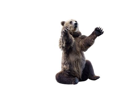 Big brown bear isolated on white background.の写真素材