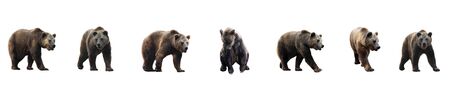 Set of brown bear over white background.の写真素材