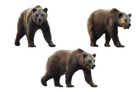 Set of brown bear over white background.の写真素材