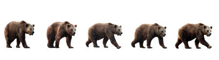 Set of brown bears isolated on white background. Collage of a dangerous predator bear. Banner. Copy space.の写真素材