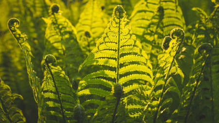 Fern leaves. Ferns plants in the forest. fresh green tropical leaves. organic nature background. Rainforest jungle landscape. green plants nature wallpaper.の写真素材