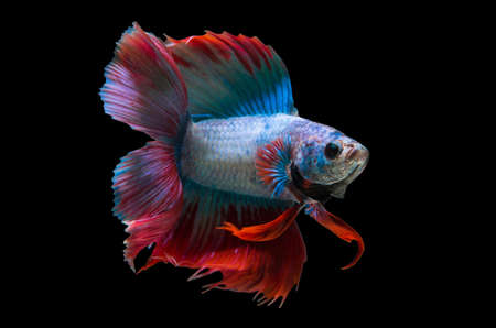 Capture the moving moment of white siamese fighting fish isolated on black background