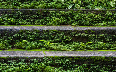 trees on the sidewalk, nature and buildingの写真素材