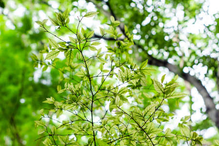 light passing through green leaves, pattern of leavesの写真素材