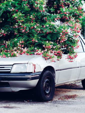 old car in flowering shrubsの写真素材