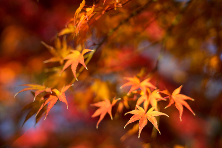 Autumn is one of the most famous seasons to travel in Japan.This picture is Autumn leaves in Nara park,Nara,Japan.の写真素材