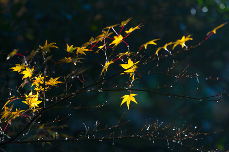Autumn leaves in Japan.の写真素材