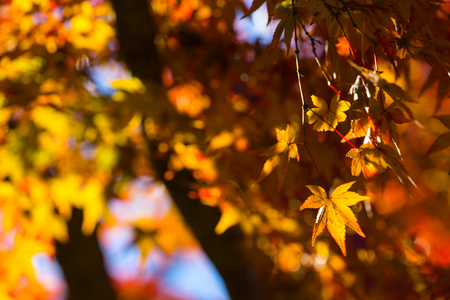 Autumn leaves in Japan. Autumn is one of the most famous seasons to travel in Japan.の写真素材