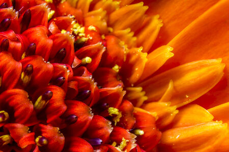 Vibrant orange Chrysanthemum flower head and petals, close up macro showing pollen.の写真素材