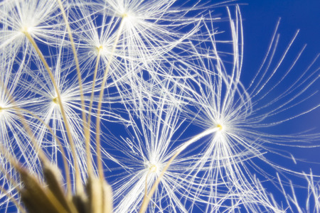 Close up of dandelion head clock seeds. Some seeds are missing and have been blown away.の写真素材
