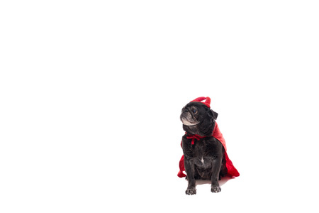 Black pug dog in a devil costumeの写真素材