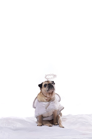 Fawn pug dog dressed in an angel costume with white backgroundの写真素材