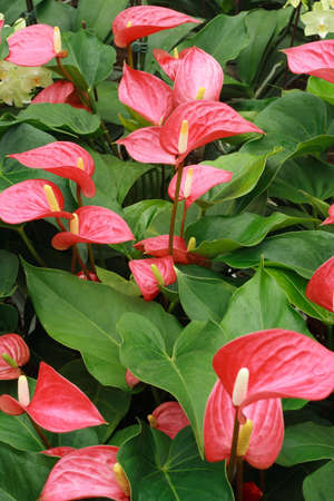 Red anthurium flower