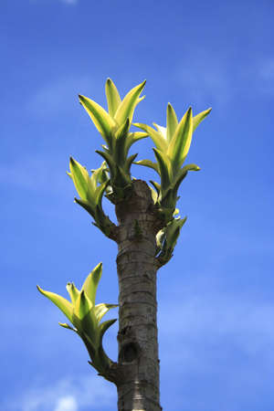 Plant standing alone