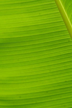 Banana leaf closeup
