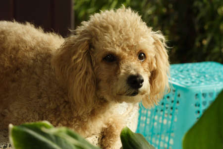 Poodle Dog