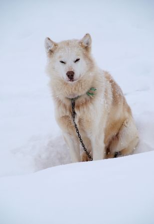A chained up dog sledge having some rest in snowの写真素材