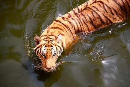 swimming tiger in the pond