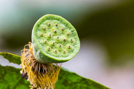 Lilies or lotus seeds that people eat の写真素材